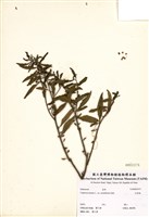 藏品(五彩椒)的圖片